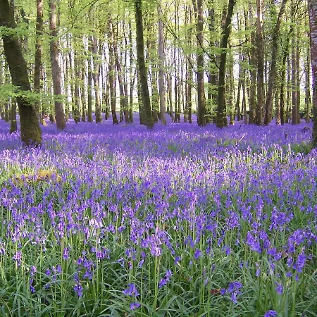 Prázdninový dům Carrickamore Boyle